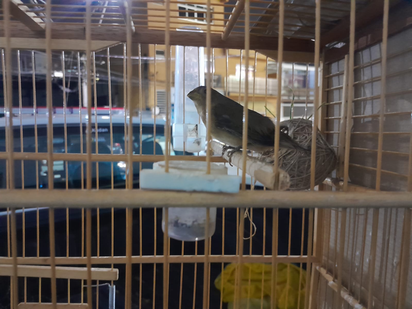 GCM resgata animais e impede corte ilegal de árvores em Suzano