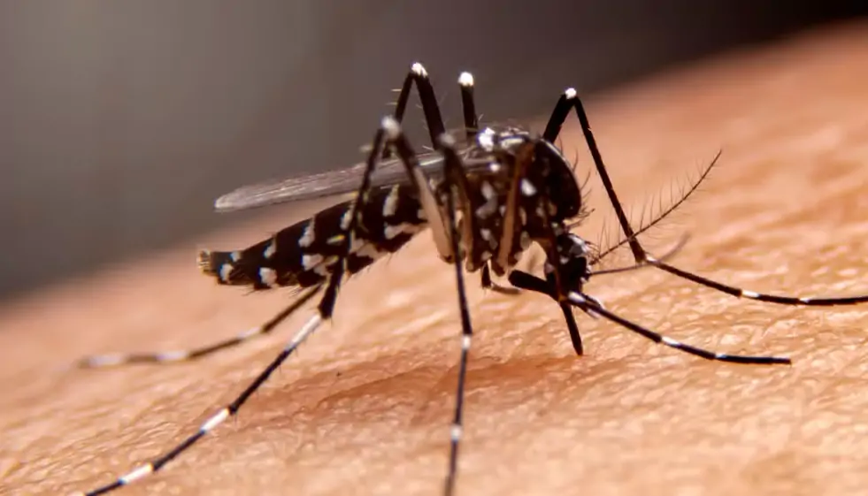 Mogi das Cruzes confirma segunda morte causada por dengue