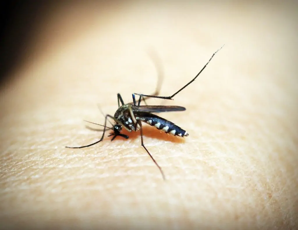 Mosquito Aedes aegypti | Divulgação