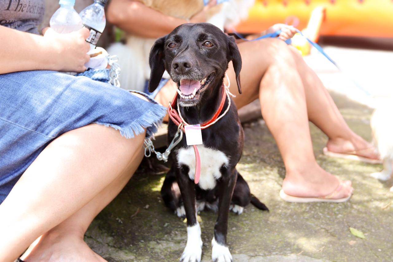 Ferraz terá inscrições para castração gratuita de cães e gatos nesta quarta-feira (20)