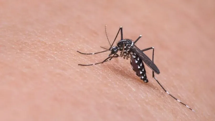 Após atingir 311 casos por 100 mil habitantes, São Paulo declara estado de emergência para a Dengue