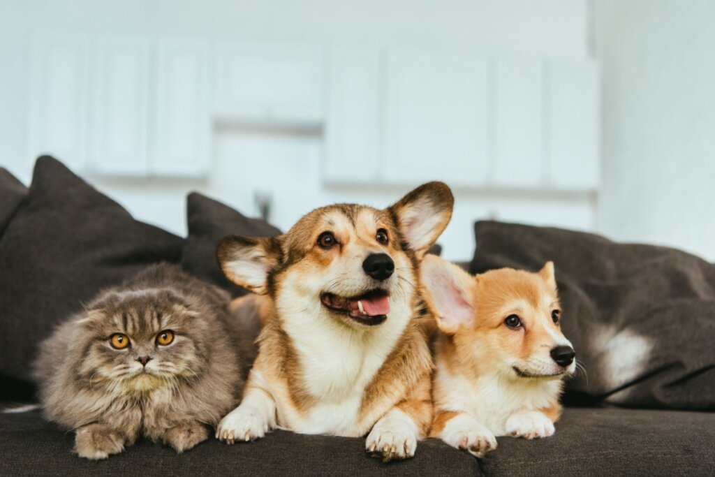 7 dicas para fortalecer a imunidade de cães e gatos 