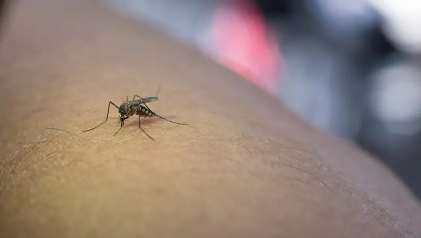 Poá registra duas mortes por dengue; Alto Tietê totaliza 19 óbitos