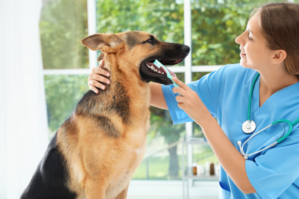 Médica-veterinária escovando dentes de pastor alemão