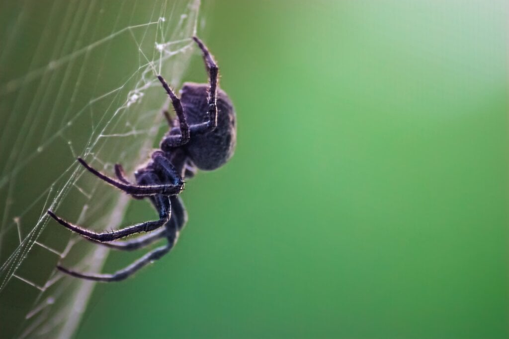 Uma aranha em uma teia