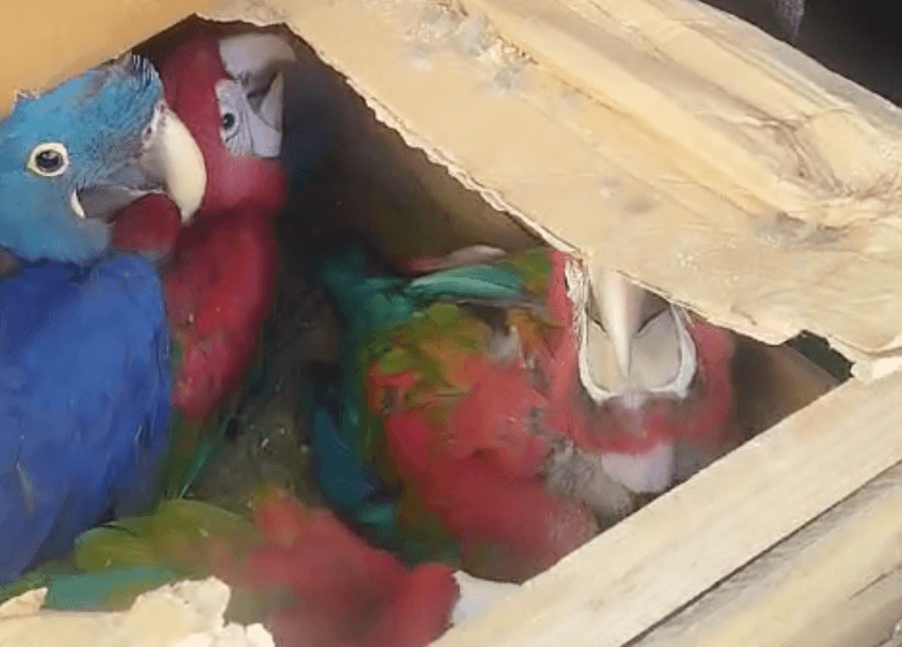 Homem é preso por transportar 163 aves silvestres irregularmente