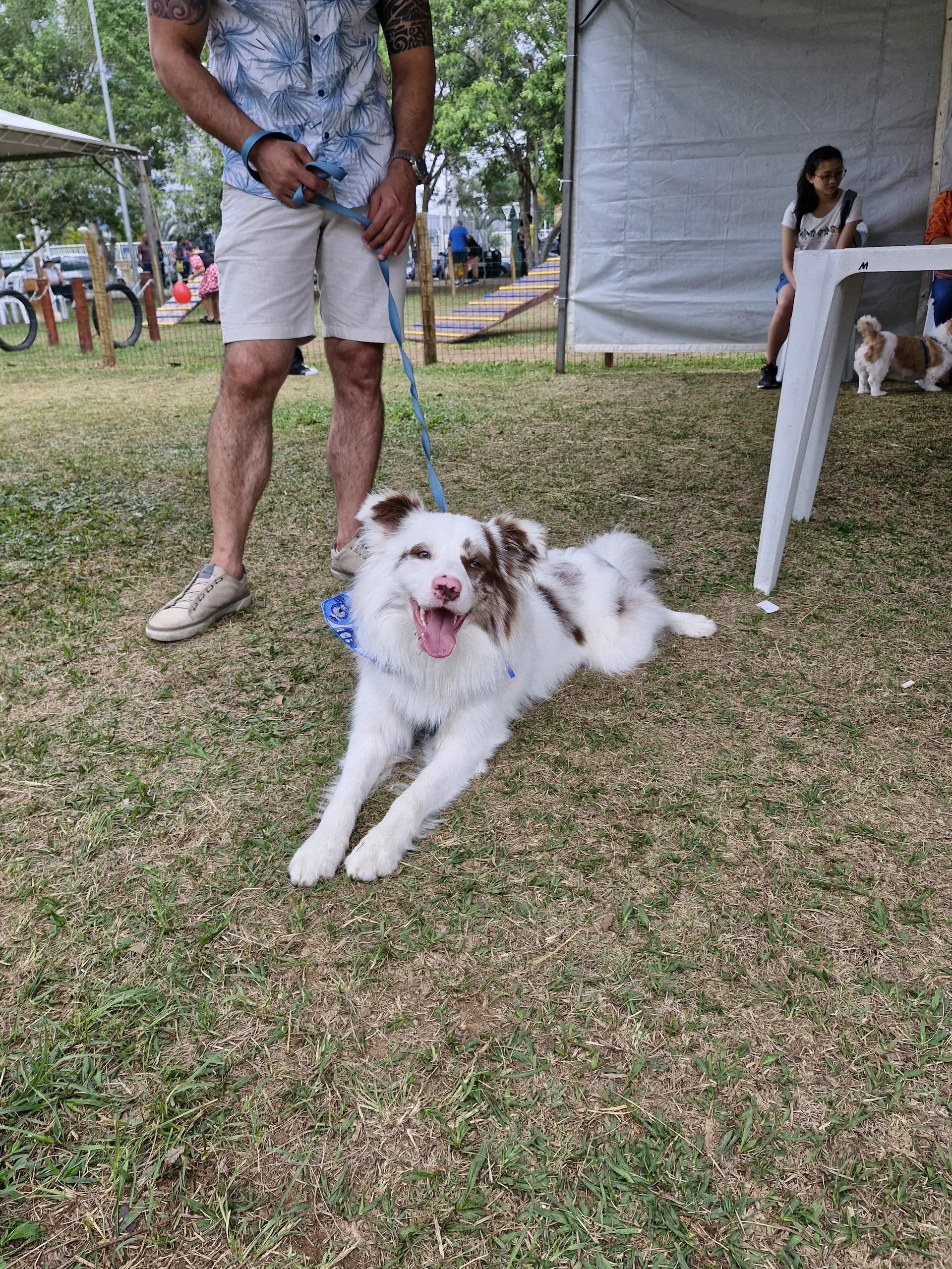 Veja fotos: 18ª edição do 'Festcão' reúne centenas de cães e tutores em Mogi das Cruzes