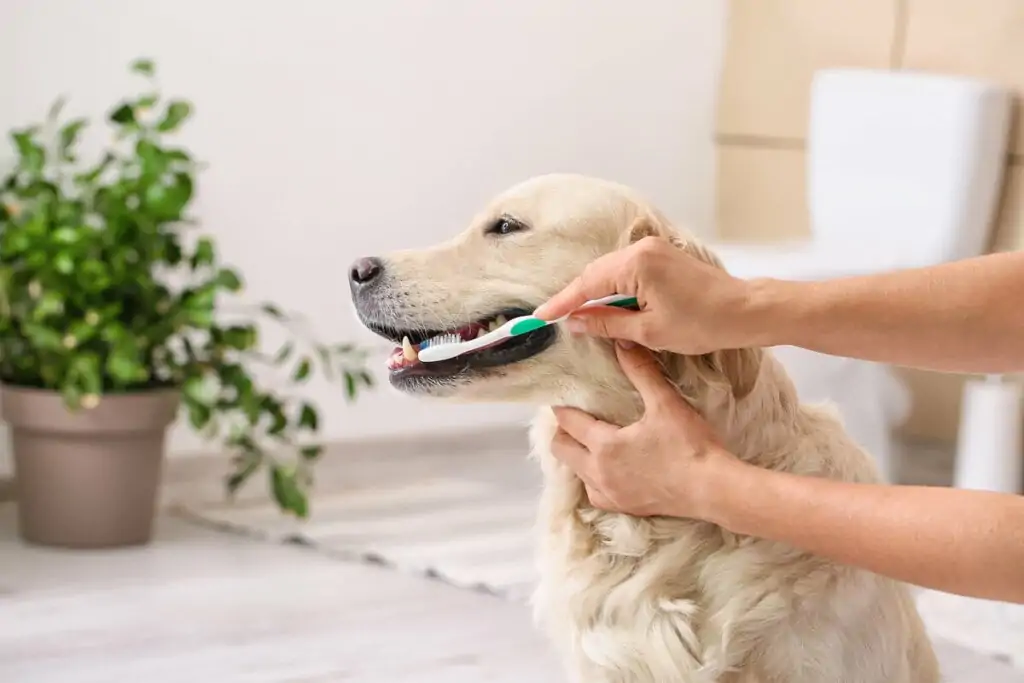 Cachorro olhando para o lado com pessoa escovando os seus dentes