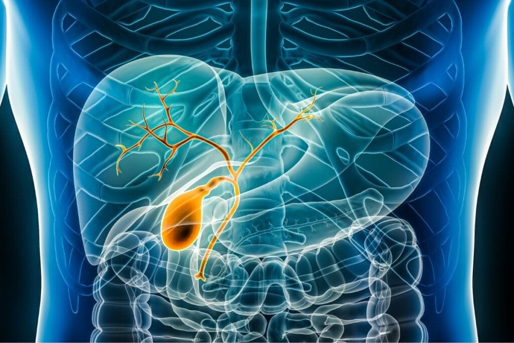 Ilustração da via bilar no corpo humano
