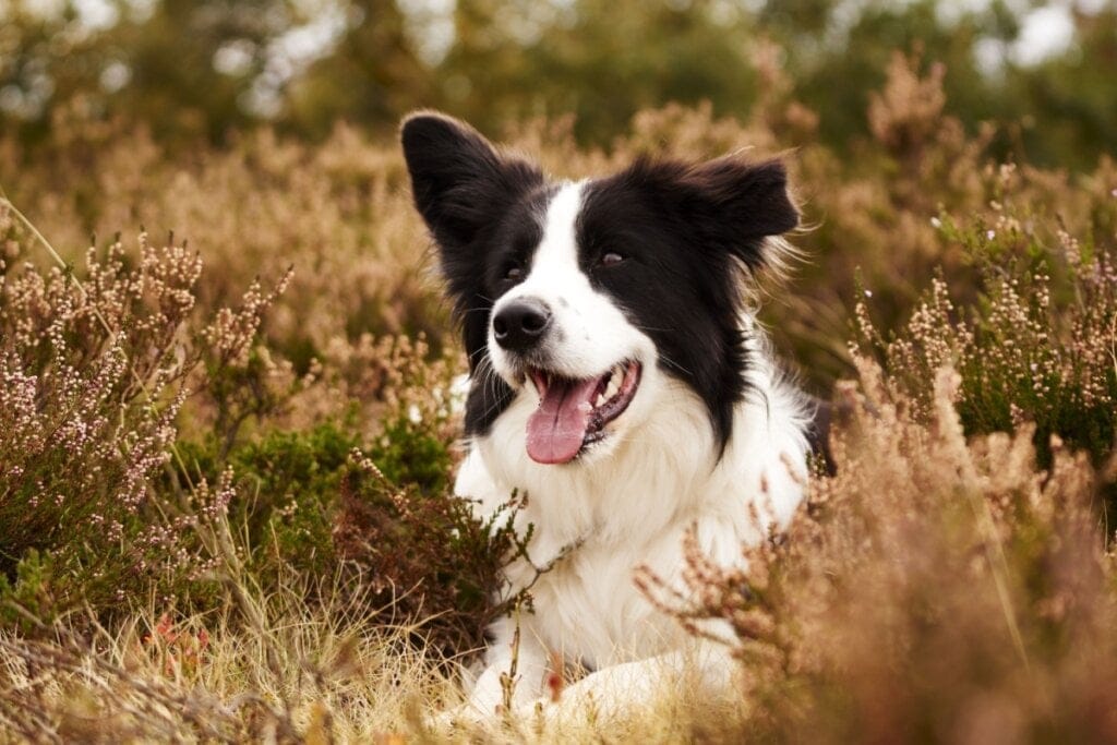 Imagem de cachorro da raça border collie