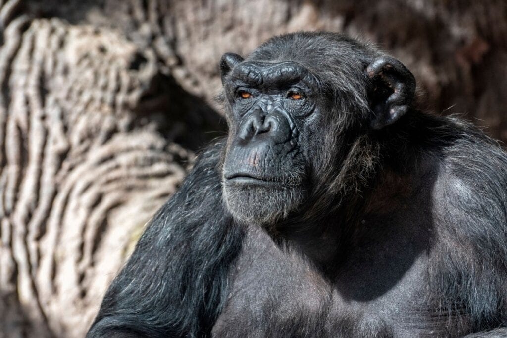Chimpanzé sentado na floresta