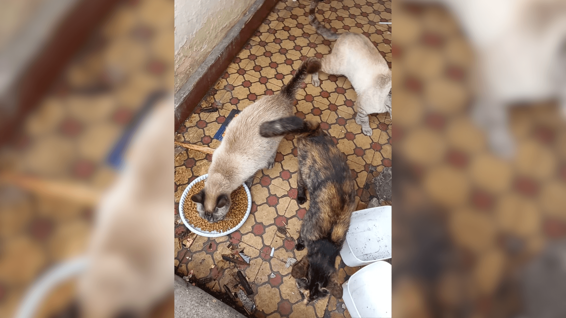 ONG Fera localiza colônia de gatos em casa abandonada no Centro, em Mogi das Cruzes