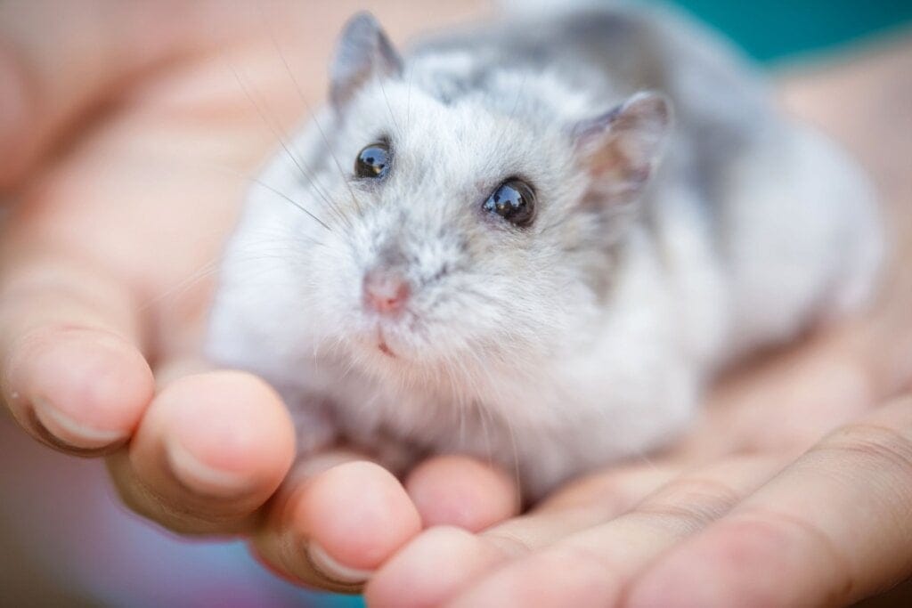 Hamster-anão-russo nas mãos de uma pessoa 