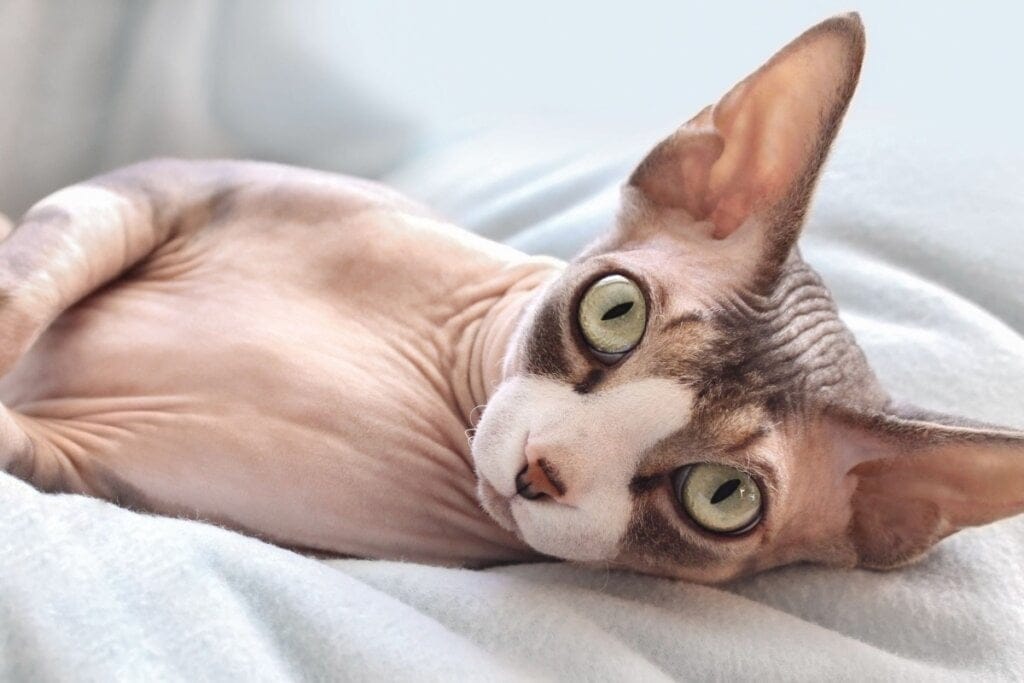 7 diferenças entre os gatos das raças sphynx e peterbald