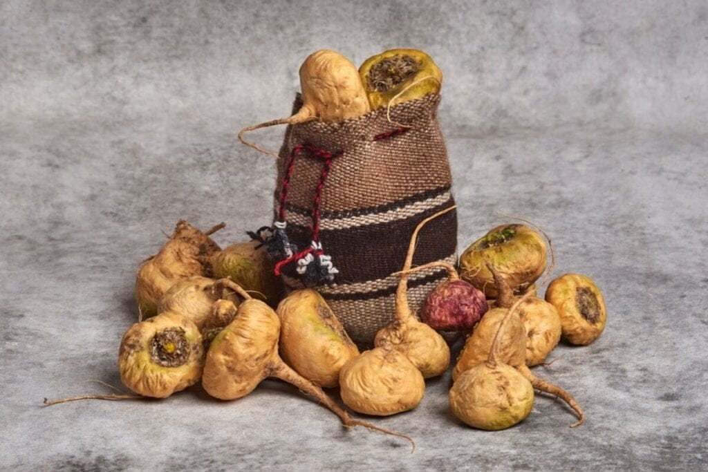 Maca peruana em saco de estopa com raízes de maca peruana ao redor