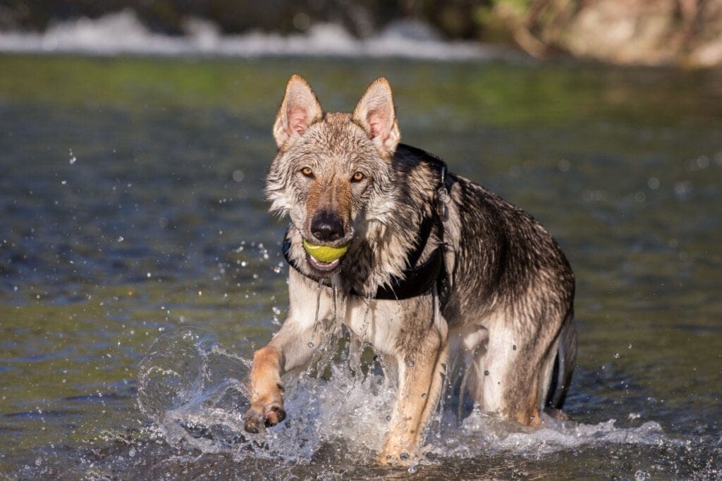Cão lobo tchecoslovaco dentro de um lago com uma bola na boca