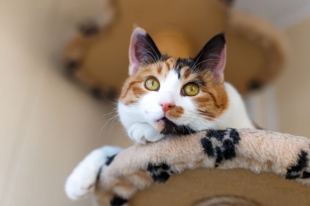 rosto de gato deitado em prateleira. gato é branco, laranja e preto