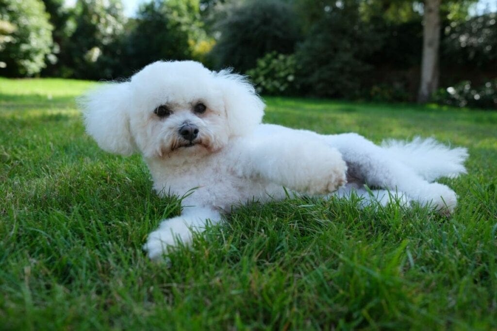 Cachorro com pelo branco e encaracolado deitado na grama