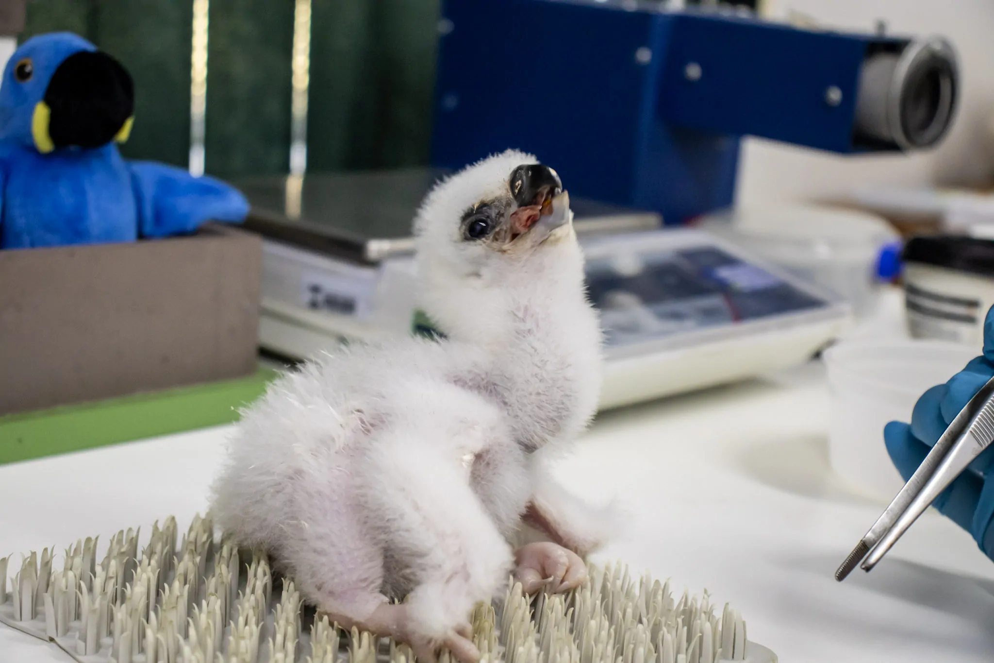 Maior águia das Américas nasce pela primeira vez no Zoológico de São Paulo