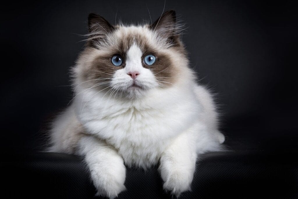 8 raças de gato extremamente dóceis 