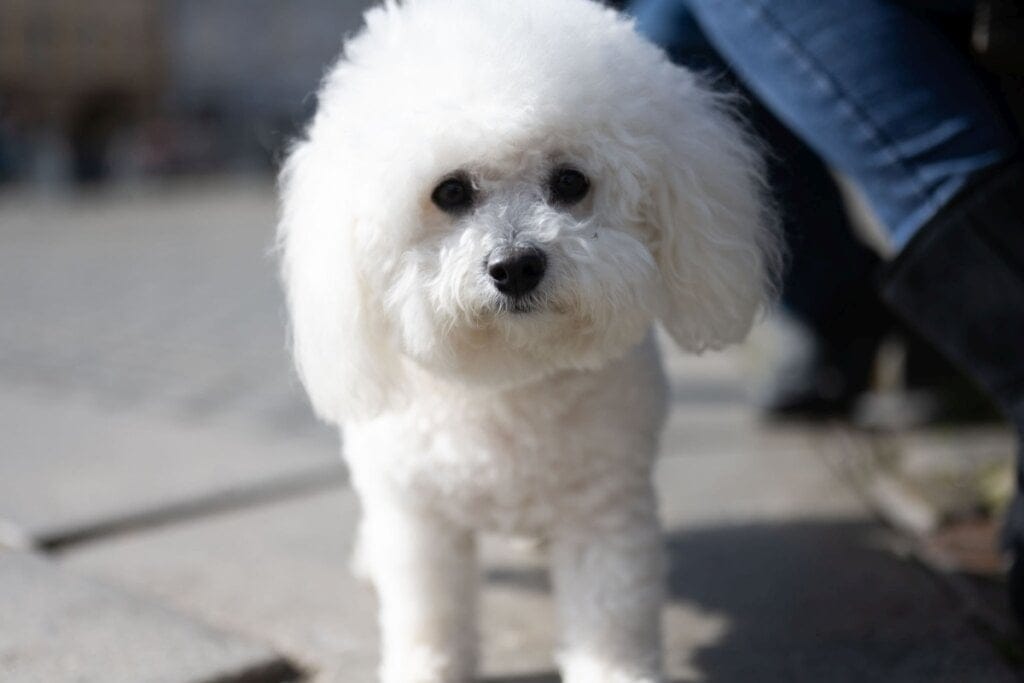 4 características do cachorro da raça bichon frisé 