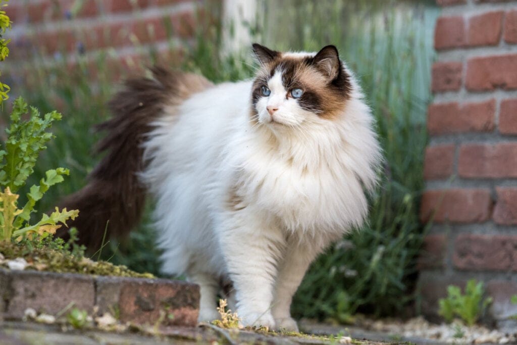 7 raças de gato mais tranquilas 