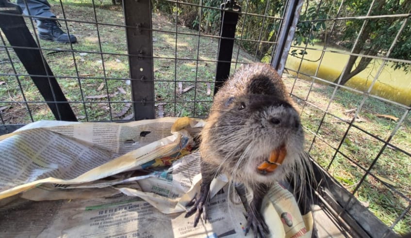 Zoonoses realiza captura e soltura de ratão-do-banhado no distrito César de Souza, em Mogi