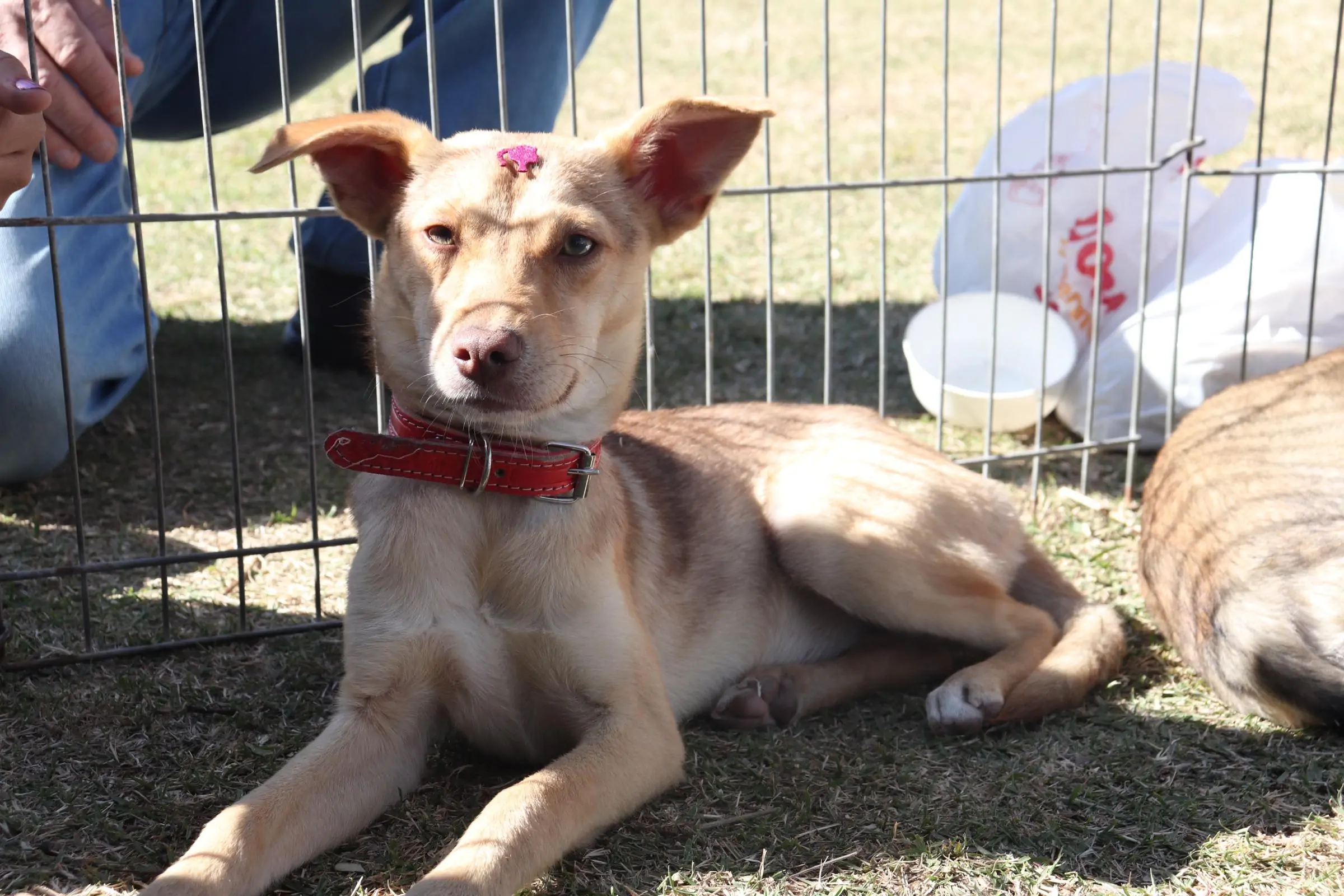Quer adotar um pet? Feira em shopping de Suzano reúne cães e gatos neste sábado