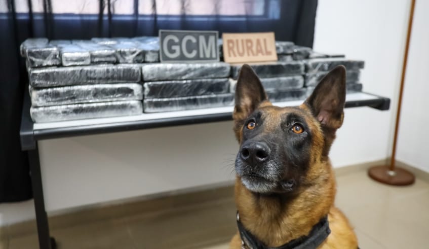 Com apoio do Canil da corporação, GCM de Mogi apreende 120 kg de maconha