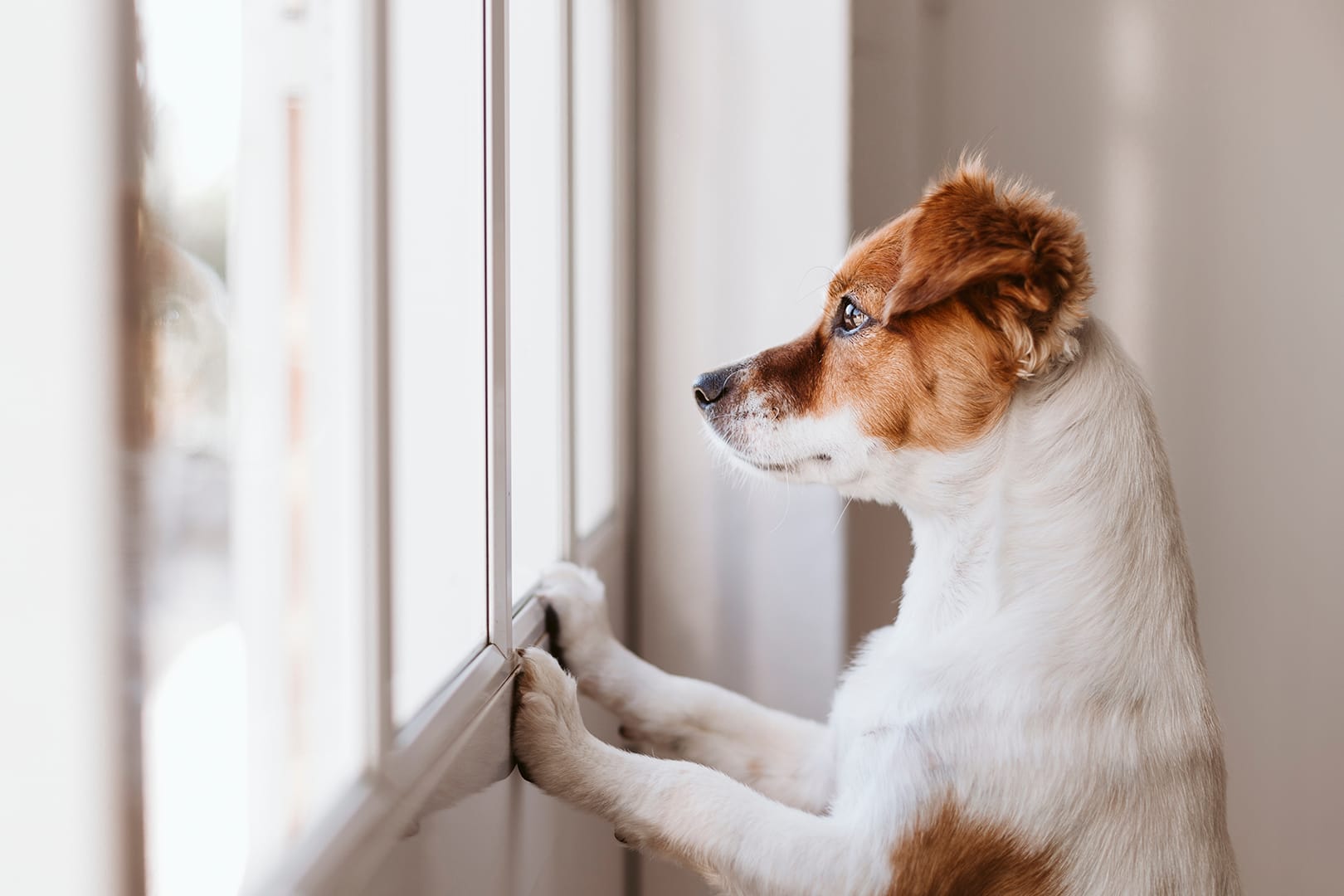 Justiça de SP nega pedido de pensão alimentícia para cachorro após divórcio dos tutores