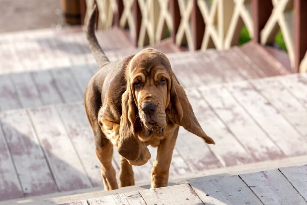 4 características do cachorro da raça bloodhound