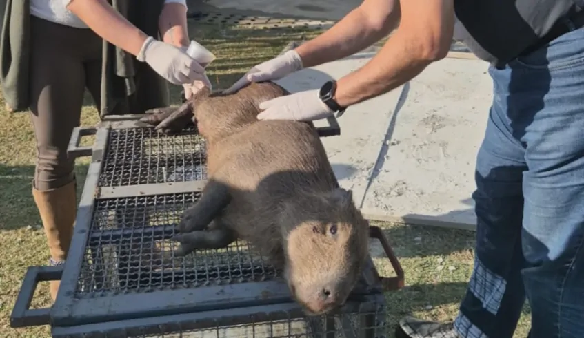 Mais de 240 animais silvestres já foram resgatados em Mogi das Cruzes em 2025