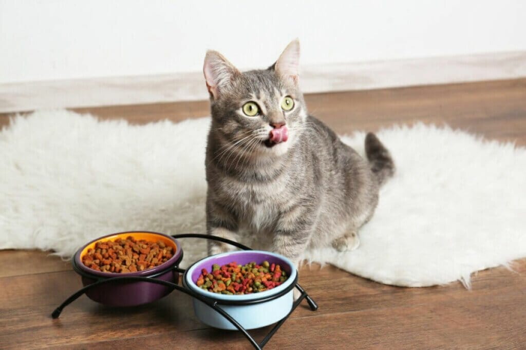 7 dicas para o animal se adaptar com a mudança na rotina 