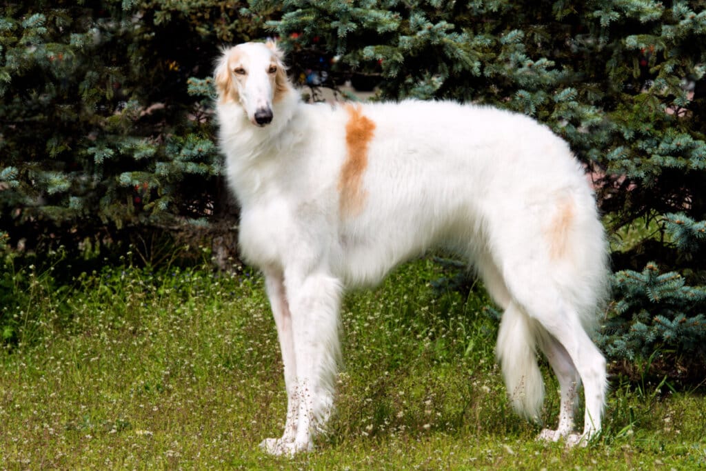 Cachorro da raça Borzoi com pelagem branca em cima da grama 