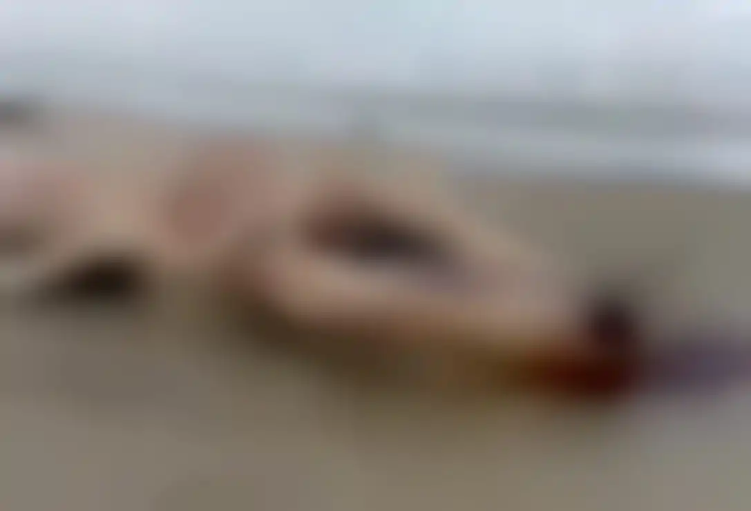 Vídeo! Baleia morta fica encalhada em praia de Bertioga