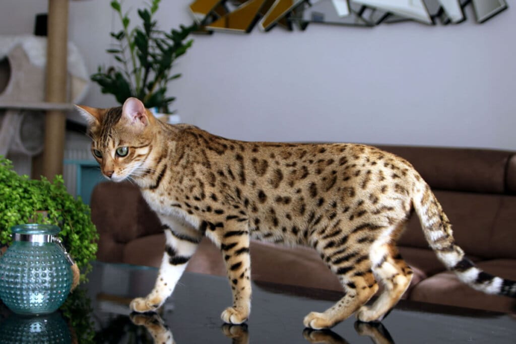 7 diferenças entre os gatos das raças bengal e ocicat