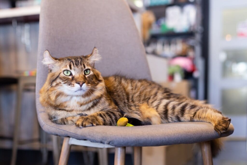 Gato Highlander, com pelo longo dourado e listras pretas, deitado em uma cadeira bege