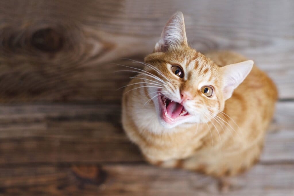 Gato laranja olhando para câmera e miando