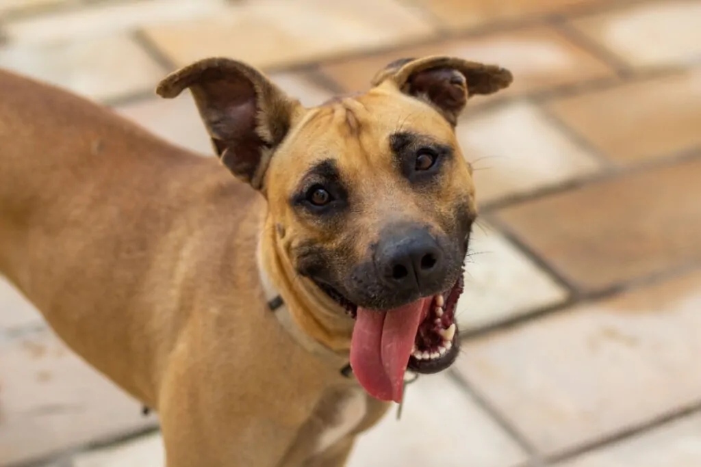 Veja cuidados a se ter com os cachorros sem raça definida