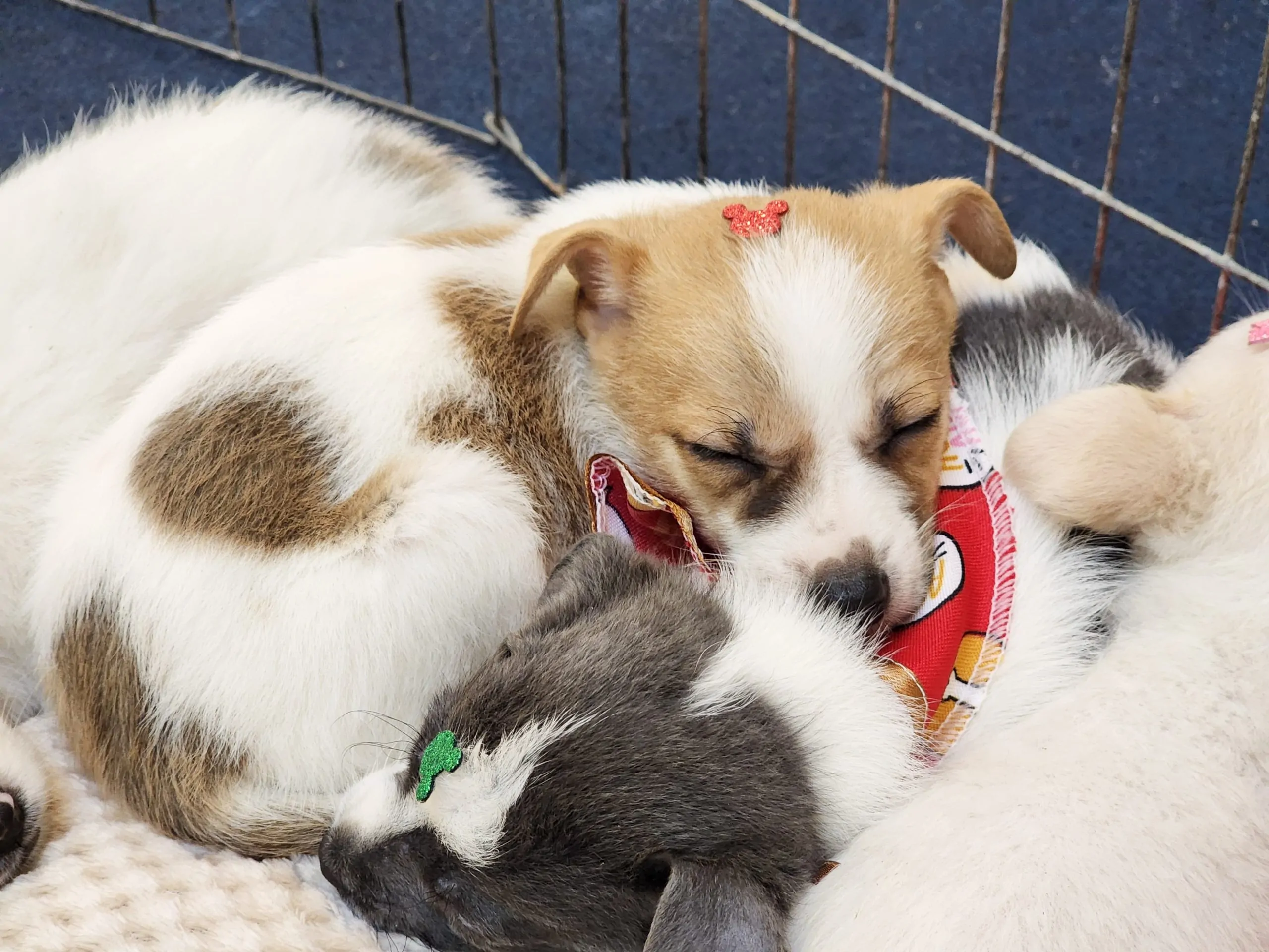 Evento de adoção em Suzano reúne cães e gatos à espera de um lar