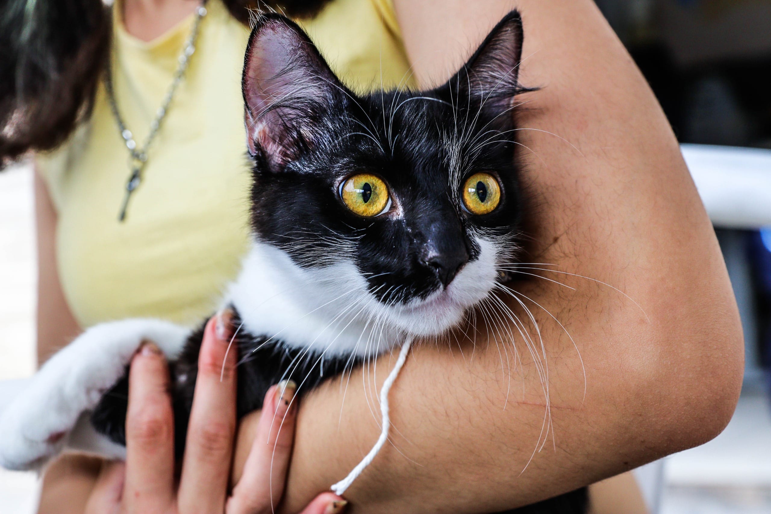 Ferraz de Vasconcelos abre inscrições para castração gratuita de pets nesta semana