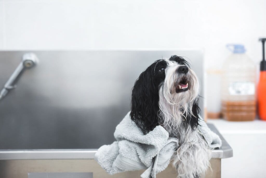 Cachorro da raça terrier tibetano preto e branco enrolado em toalha após o banho 