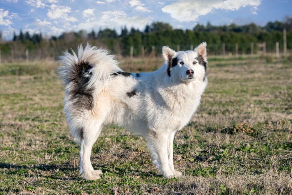 Cachorro yakutian laika com pelagem branca e preta em pé na grama ao ar livre
