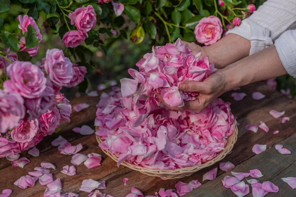 mãos segurando pétalas de rosa sobre pote com diversas pétalas e rosas inteiras ao fundo