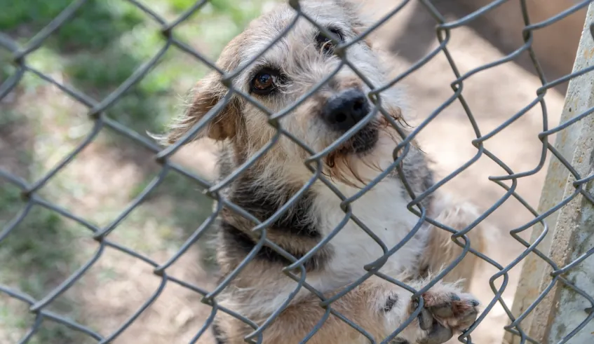 Mogi terá missa em celebração à causa pet nesta sexta-feira (3)