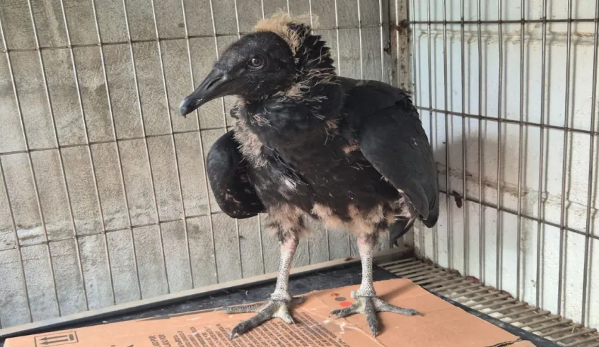 Urubu encontrado em praça de Mogi é resgatado pelo Controle de Zoonoses