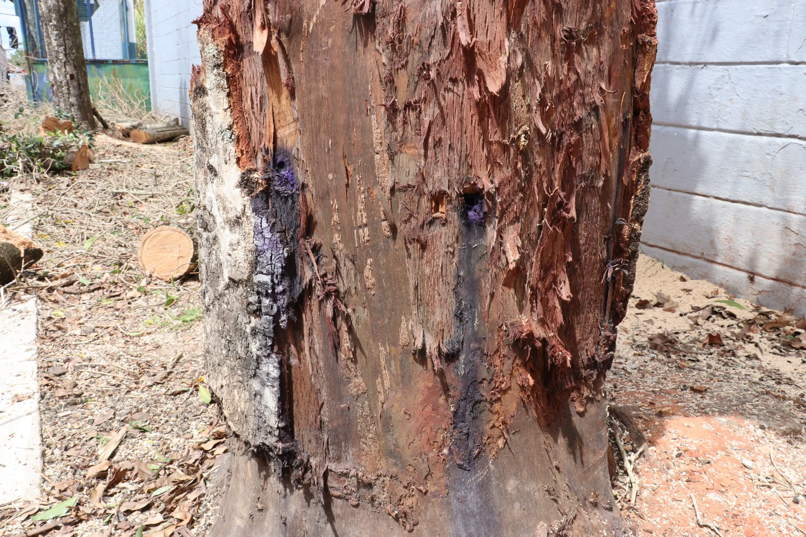 Morador de Suzano envenena duas árvores e responderá por crime ambiental