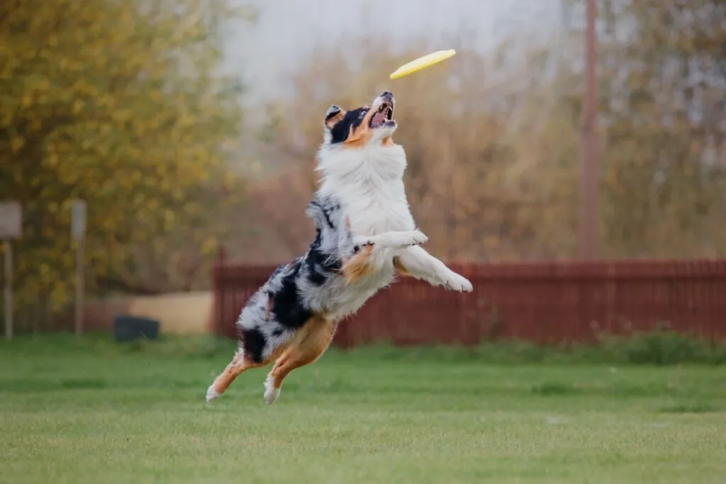 Imagem de um cachorro pulando para pegar um disco de brinquedo no ar