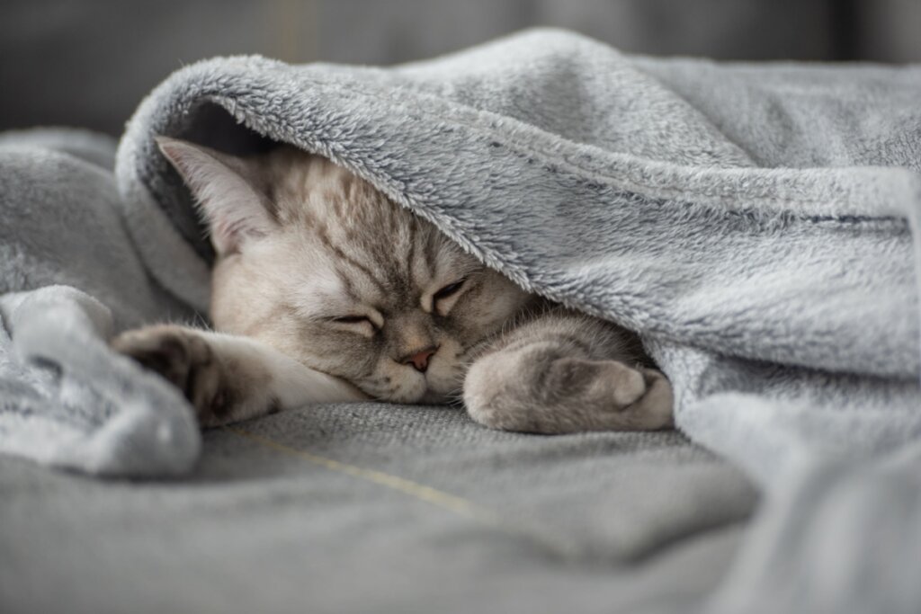 Imagem de um gato cinza embaixo de um cobertor cinza