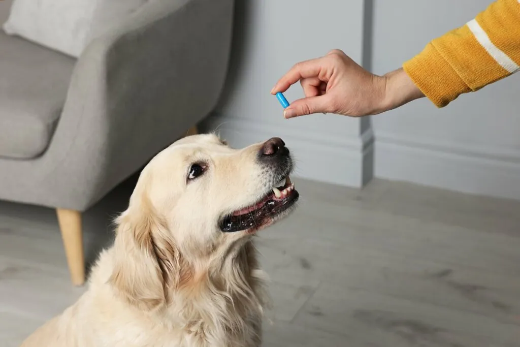3 benefícios da suplementação para animais idosos